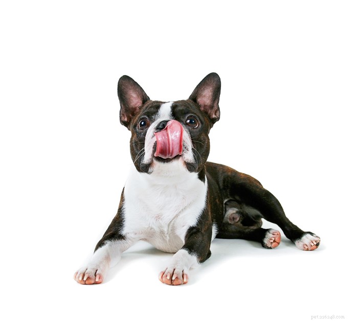 Nourriture pour chiens à faible teneur en sodium recommandée par les vétérinaires