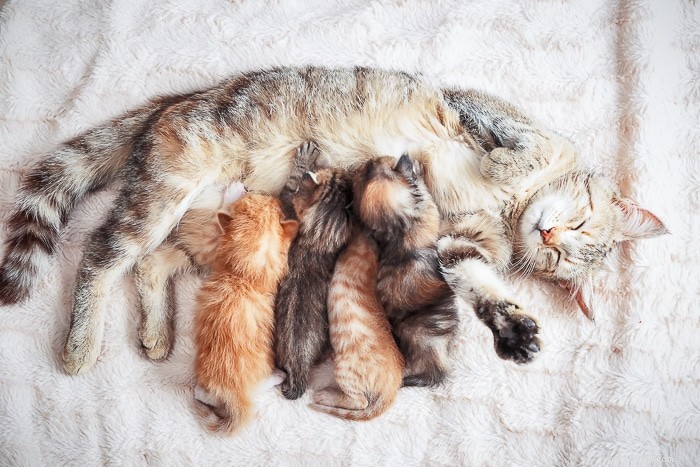Combien de mamelons un chat a-t-il ?