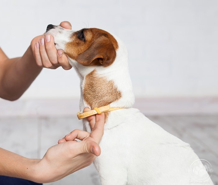 Hoe weet je of een platte halsband goed is aangebracht bij een hond?