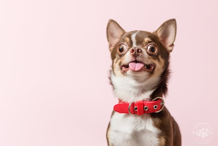 Hoe weet je of een platte halsband goed is aangebracht bij een hond?