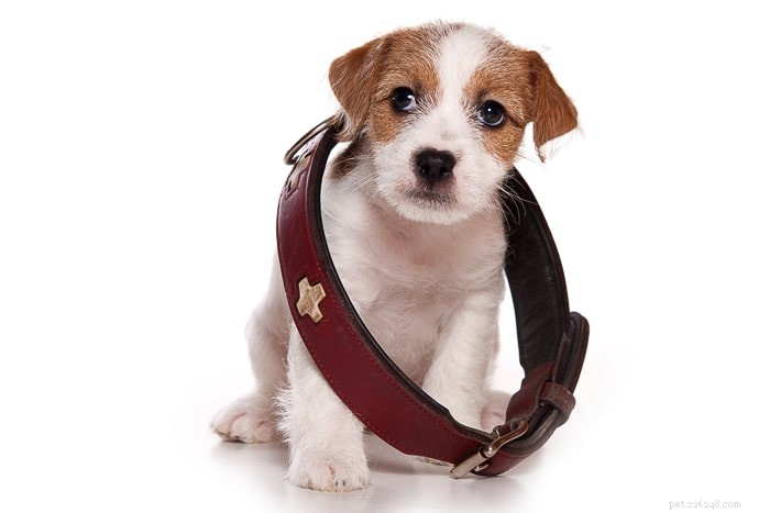 Hur kan du se när ett platt halsband har satts ordentligt på en hund?