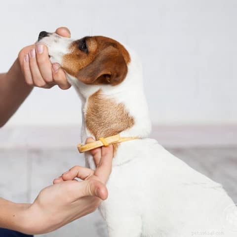 Come puoi sapere quando un collare piatto è stato montato correttamente su un cane?