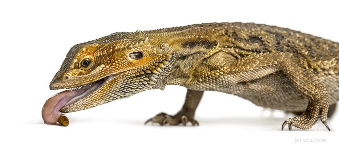 O que é podridão de cauda de dragão barbudo?
