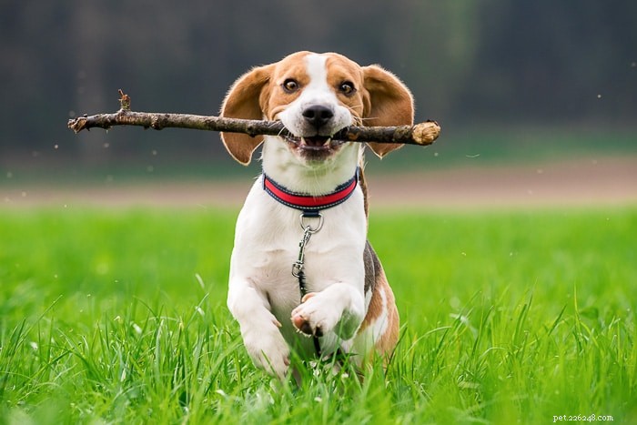 Pourquoi les chiens aiment-ils les bâtons ?