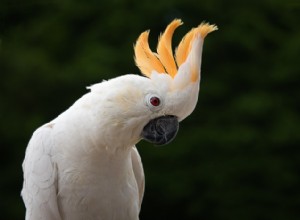 Citron Cockatoo:zijn het goede huisdieren?
