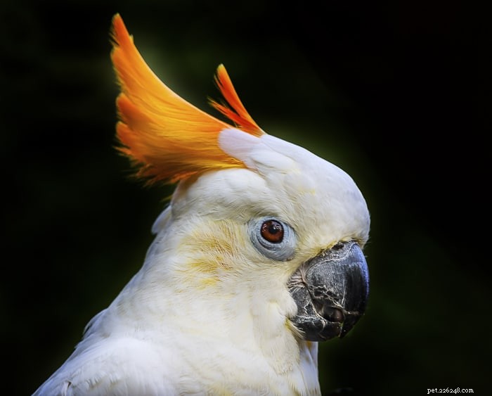 Citron Cockatoo:zijn het goede huisdieren?