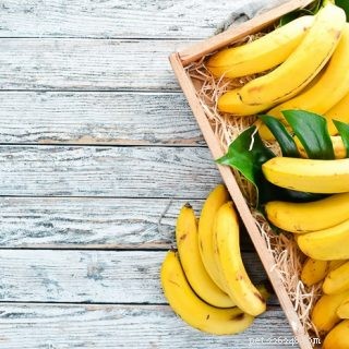 Kan skäggiga drakar äta bananer? 