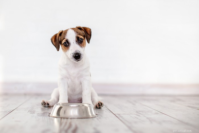 Kunnen honden pompoen eten?