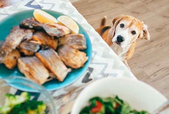 Kunnen honden zalm eten?