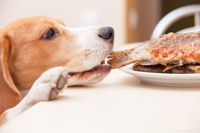 개가 연어를 먹을 수 있습니까?