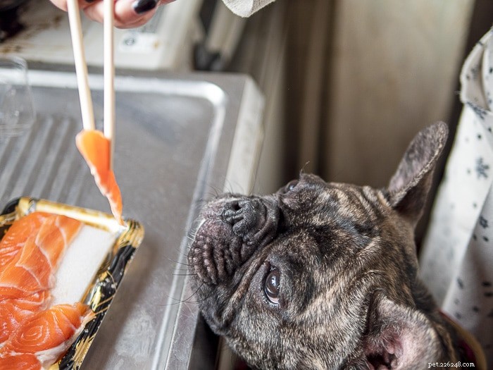Mohou psi jíst lososa?