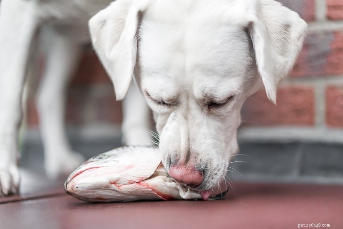 Les chiens peuvent-ils manger du saumon ?