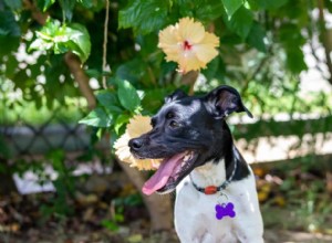 Is hibiscus giftig voor honden?
