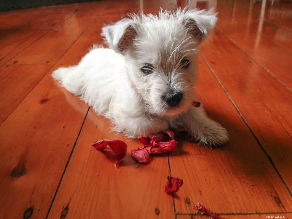 Is hibiscus giftig voor honden?