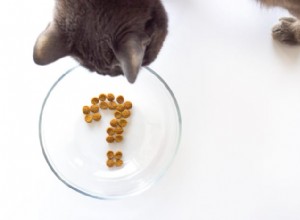 Quanto tempo um gato pode ficar sem comer?