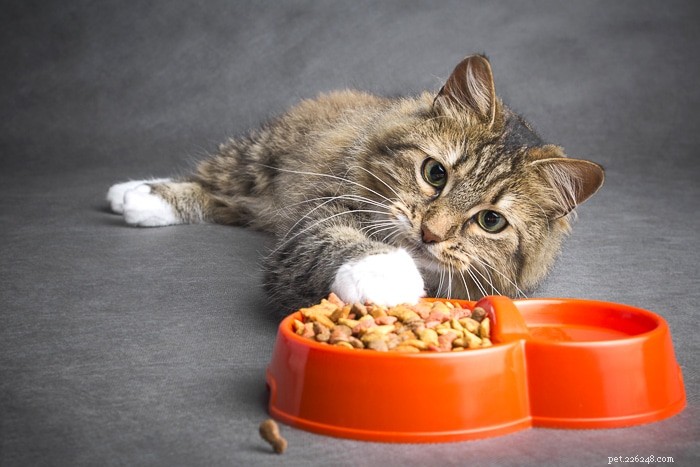 Hur länge kan en katt gå utan att äta?