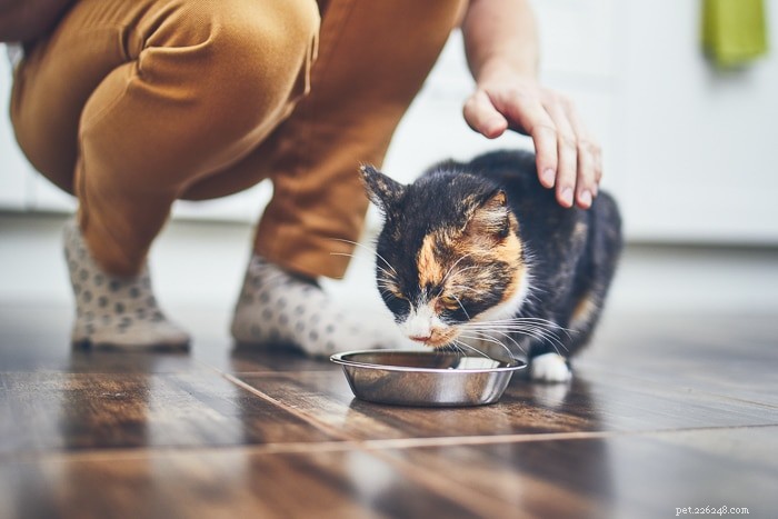 Quanto tempo può resistere un gatto senza mangiare?
