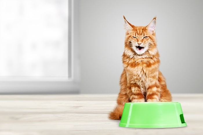 Как долго кошка может обходиться без еды?