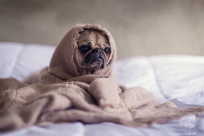 Zijn naaktslakken giftig voor honden?