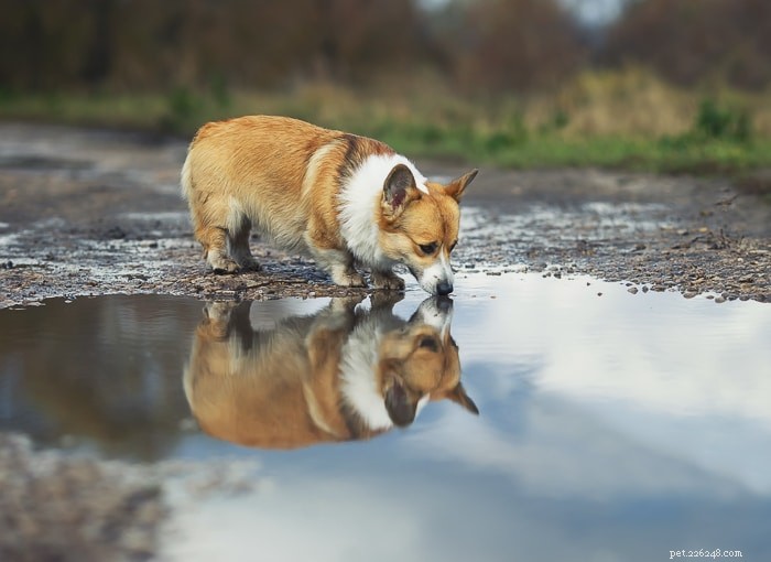 Les limaces sont-elles toxiques pour les chiens ?