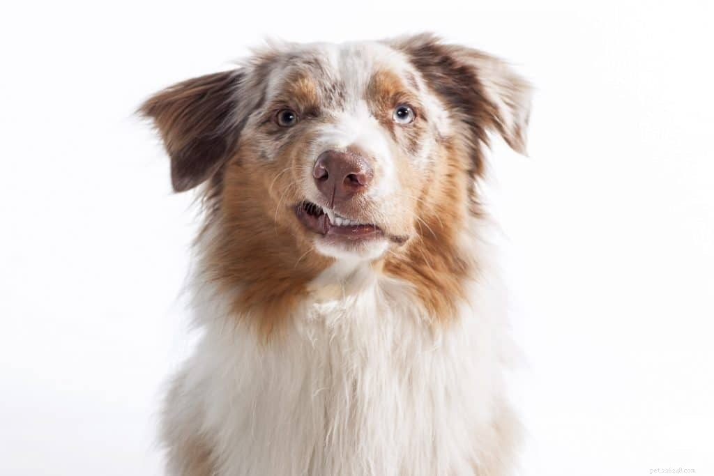 As lesmas são venenosas para os cães?