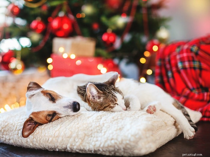 Pet Holiday:guida definitiva per sopravvivere alle vacanze con gli animali domestici