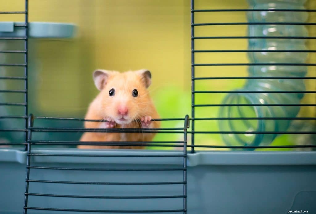 Kan hamstrar äta vindruvor?