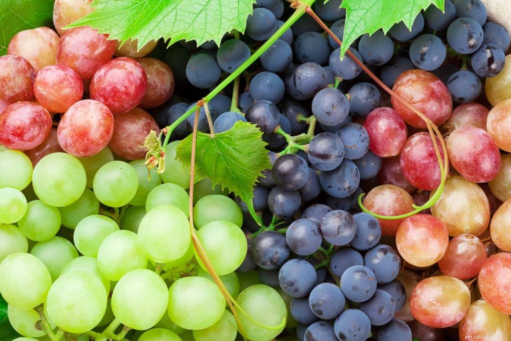 Могут ли хомяки есть виноград?