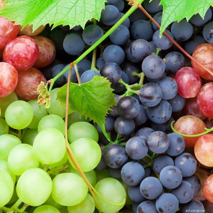 Могут ли хомяки есть виноград?