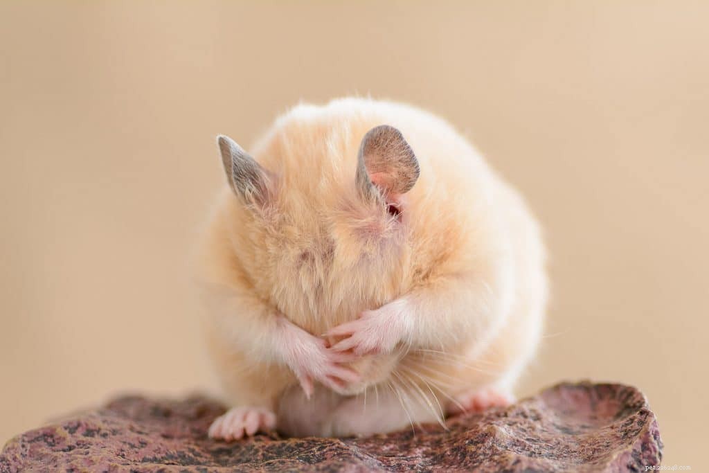 Les hamsters peuvent-ils manger des raisins ?