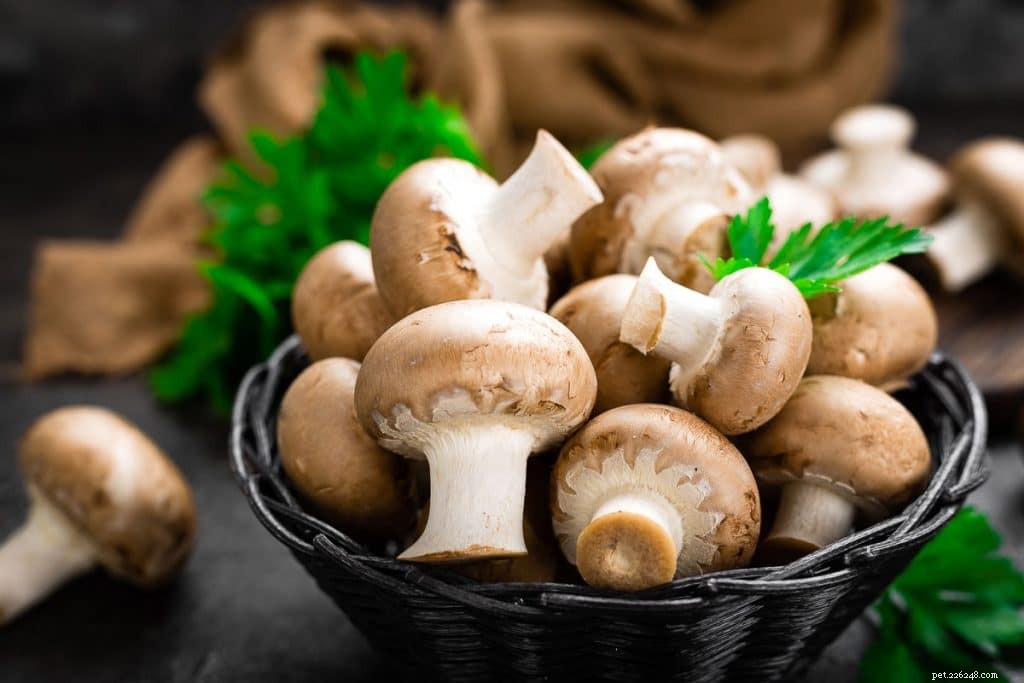 Coelhos podem comer cogumelos?