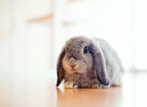 Coelhos podem comer aipo?