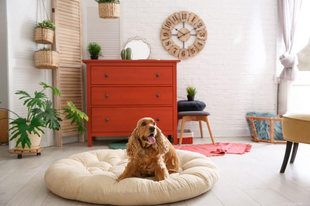 Por que os cães arranham suas camas?