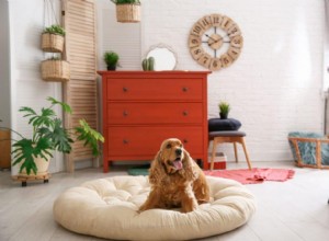 개가 침대를 긁는 이유는 무엇입니까?
