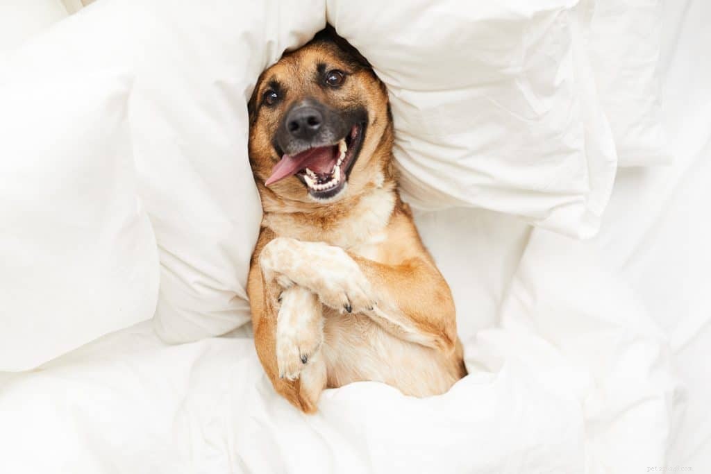 Pourquoi les chiens grattent-ils leur lit ?