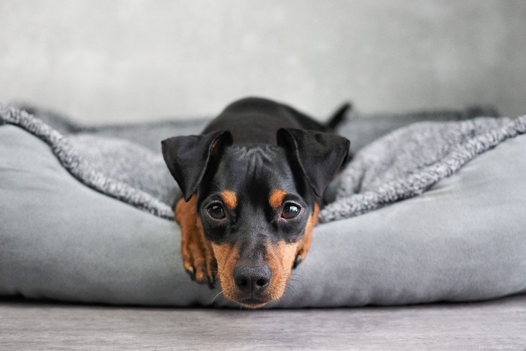 Por que os cães arranham suas camas?