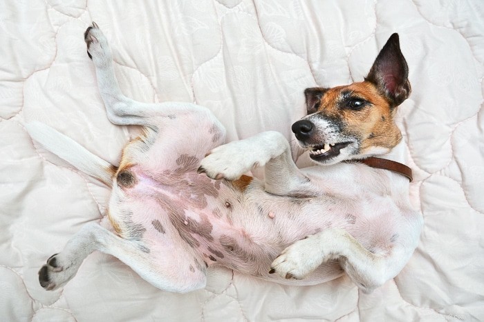 Почему собаки царапают свои кровати?
