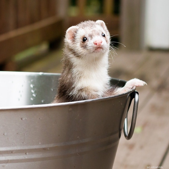 Ferrets Smell？