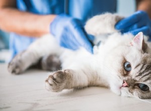 Jak dlouho žijí kočky?