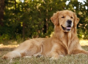 Melhores raças de cães da Índia