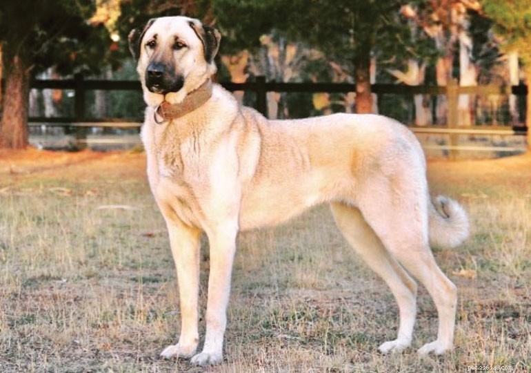 インドで最高の犬種 
