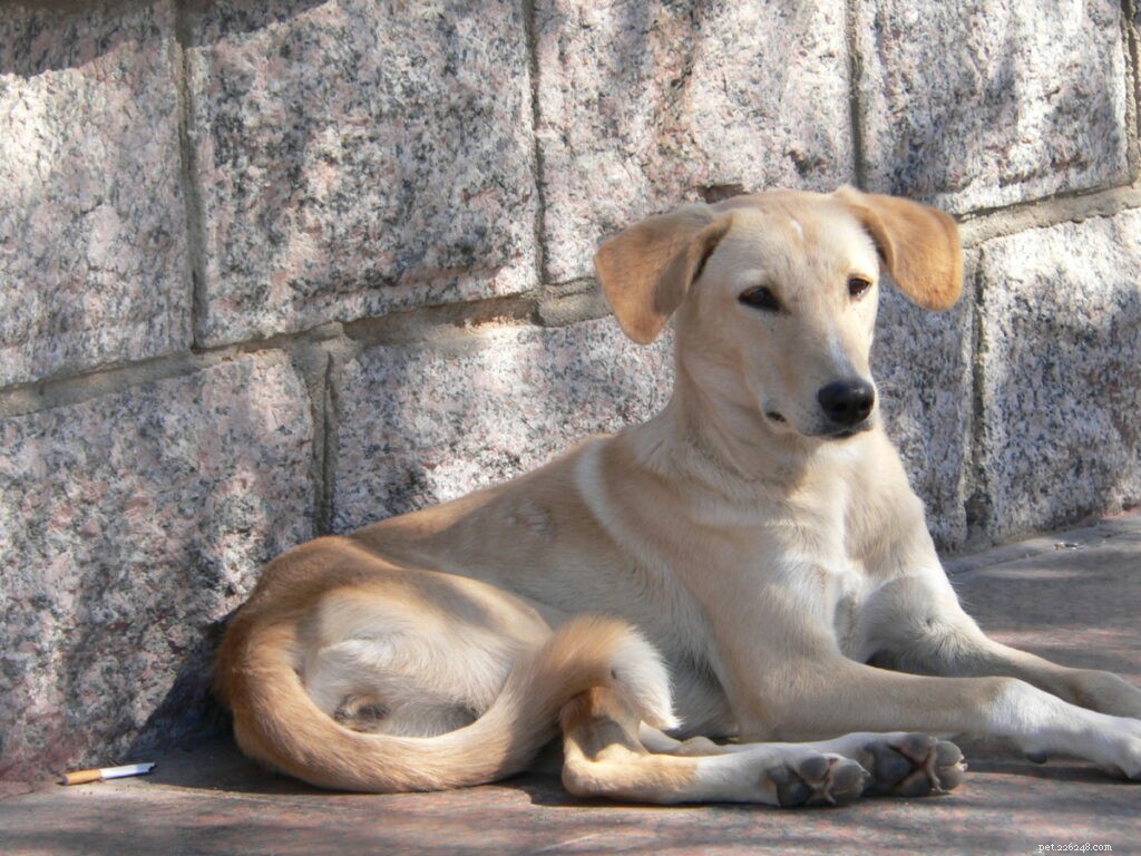 Bästa hundraser i Indien