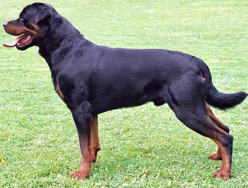 インドで最高の犬種 