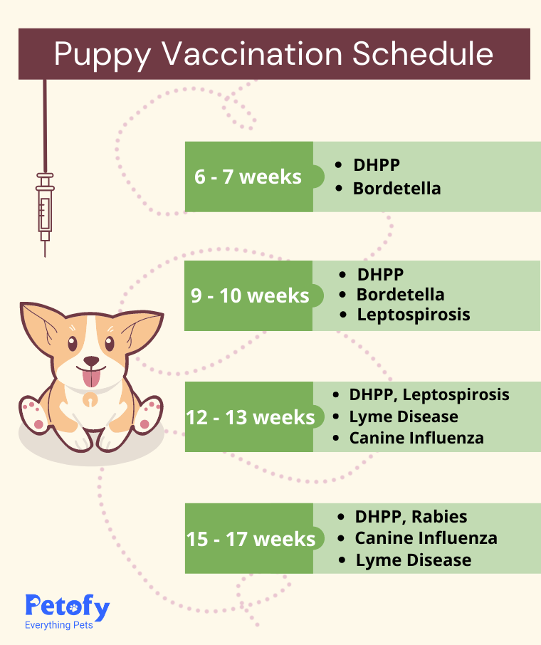 Allt du måste veta om att vaccinera din hund
