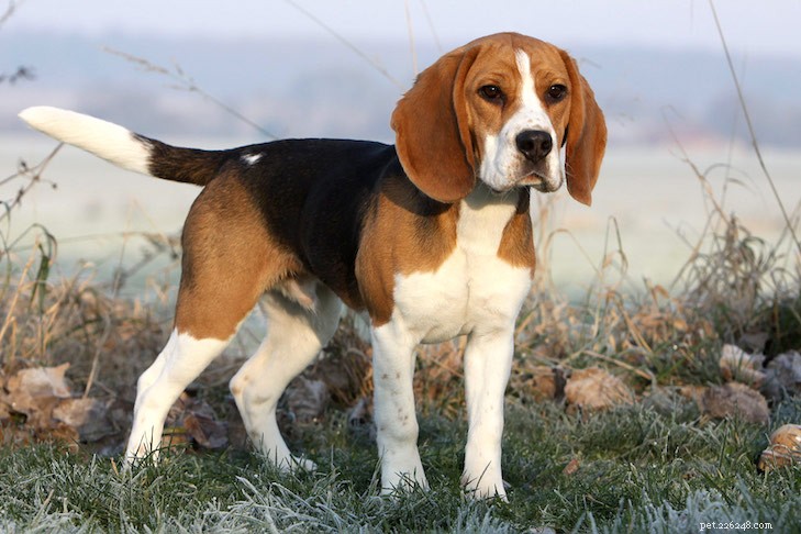 Les dix meilleures races de chiens de chasse
