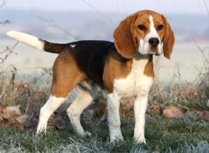 As dez melhores raças de cães de caça