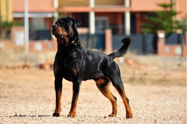 インドで人気のある犬のトップ10品種 