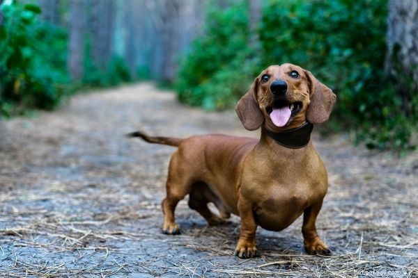 Le 10 migliori razze di cani popolari in India