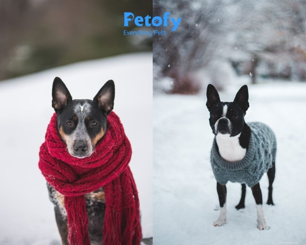 Vintervårdstips för husdjur:Förbered dina husdjur för vintern