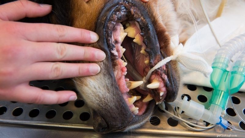 Importance de l hygiène bucco-dentaire quotidienne chez les animaux de compagnie
